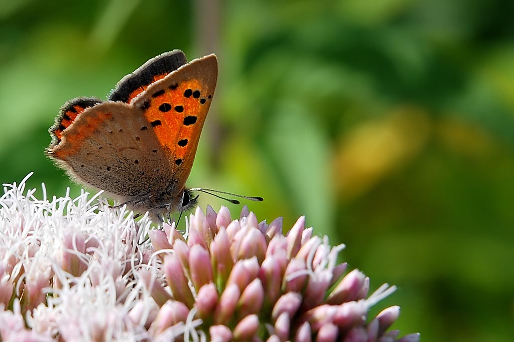 Small Copper (4567)