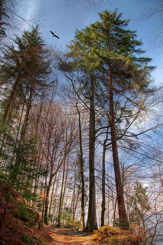 Tall trees and eagle, Giessbach