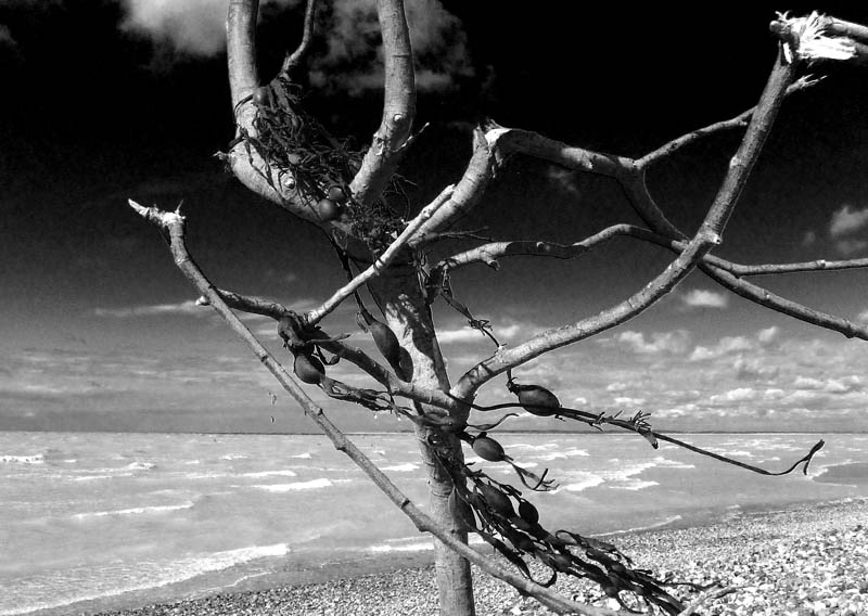 The Lost World
