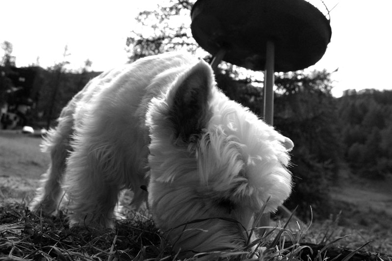 25/09/06 - A Pooch friend
