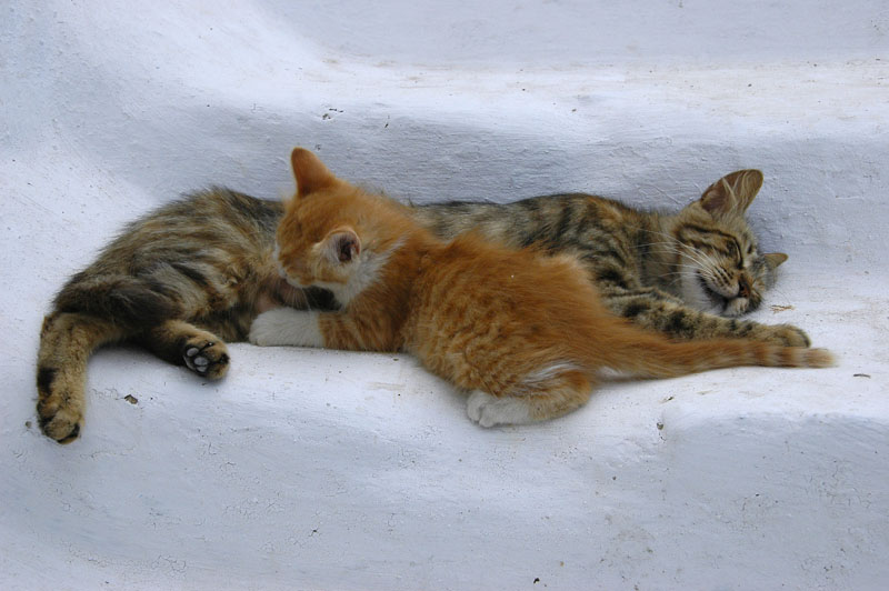 CHATS