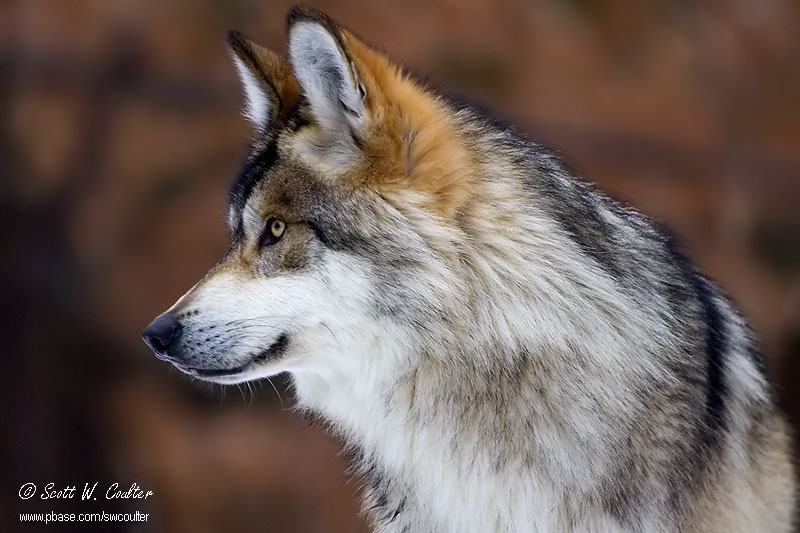 Mexican Wolf - Minnesota Zoo