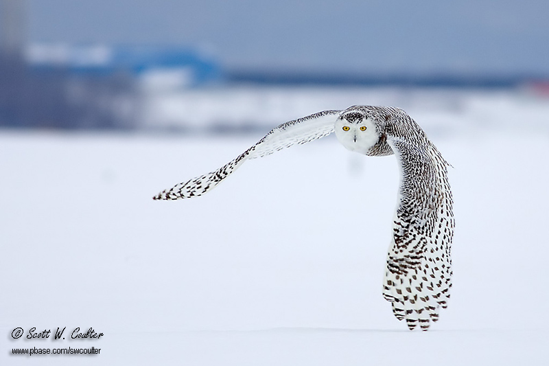 Snowy Owl - Saint Vailler, Quebec