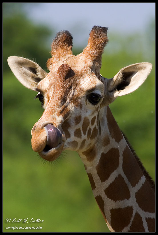 Giraffe - Minnesota Zoo