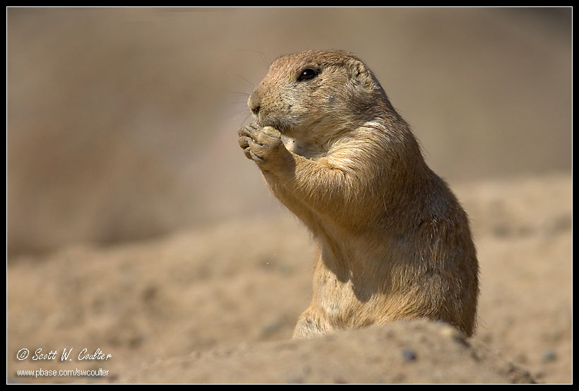 Prairie dog - Minnesota Zoo