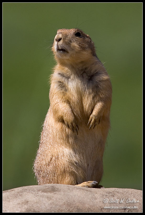 Prairie dog - Minnesota Zoo