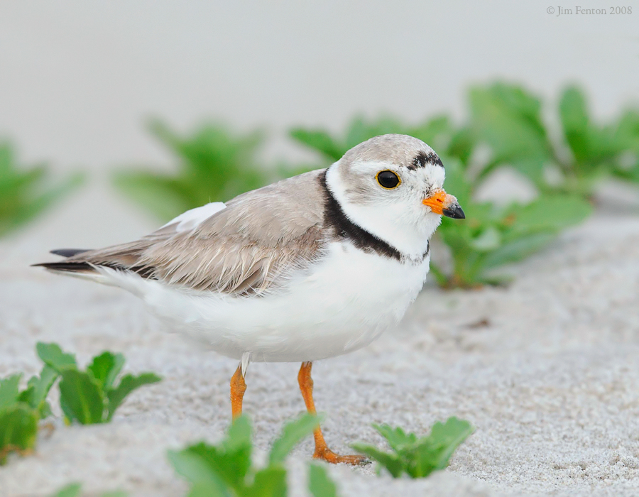 _NW86075 Piping Plover.jpg