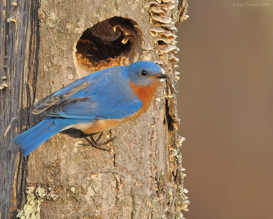 _NW91992 Eastern Bluebird