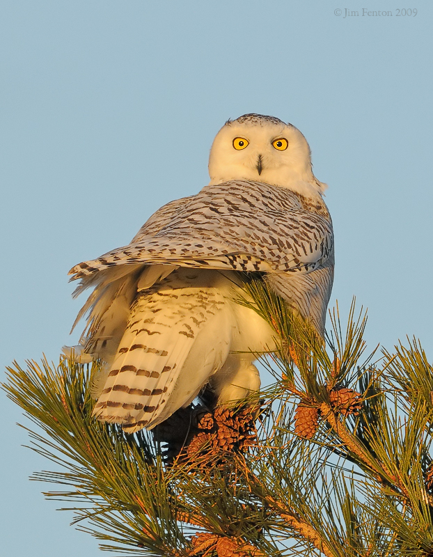 _NW92646 Snowy Owl at Dawn in Pine.jpg