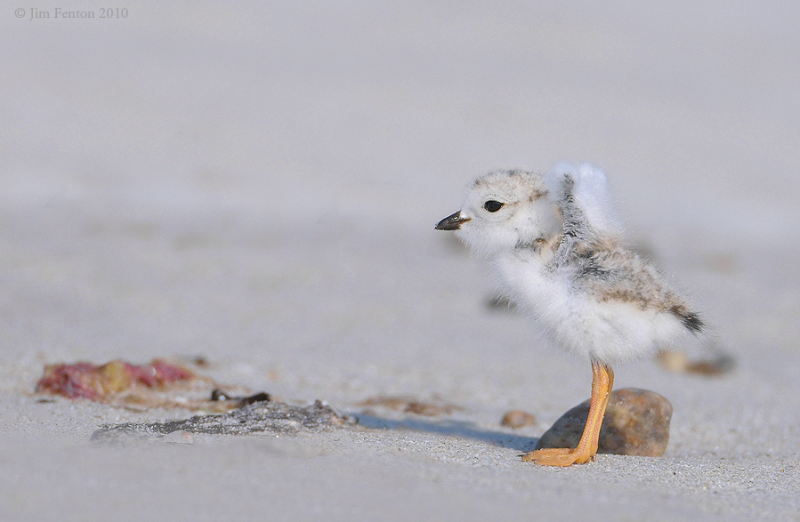 _NW07795 Piping Plover Chick Wing Stretch