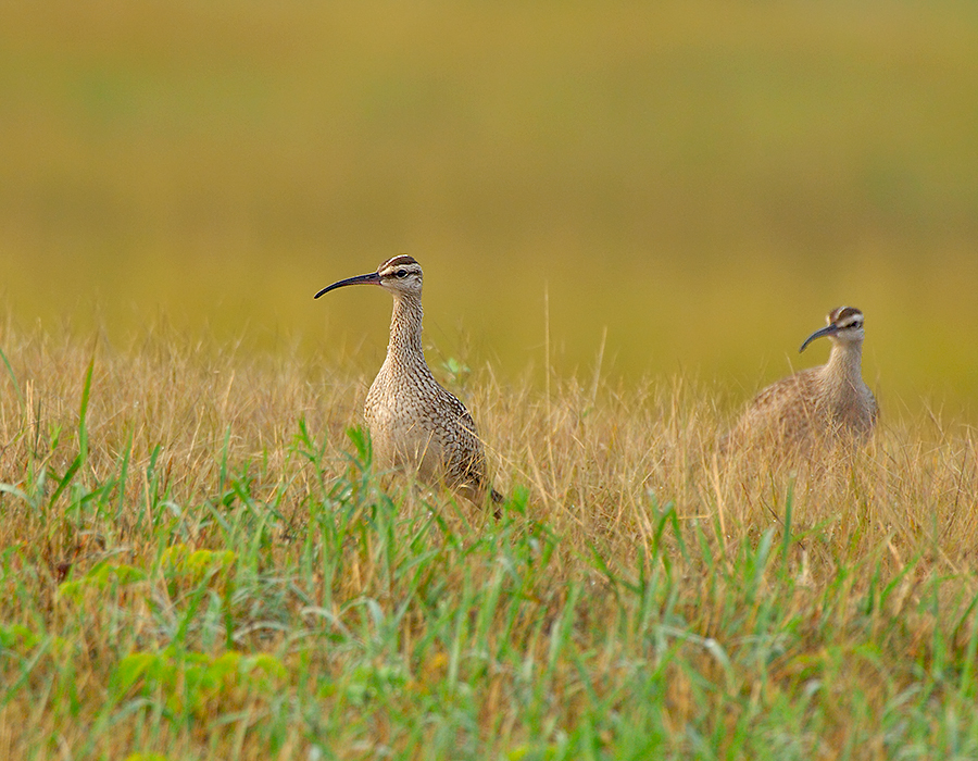 20- Whimbrel Pair in Grass