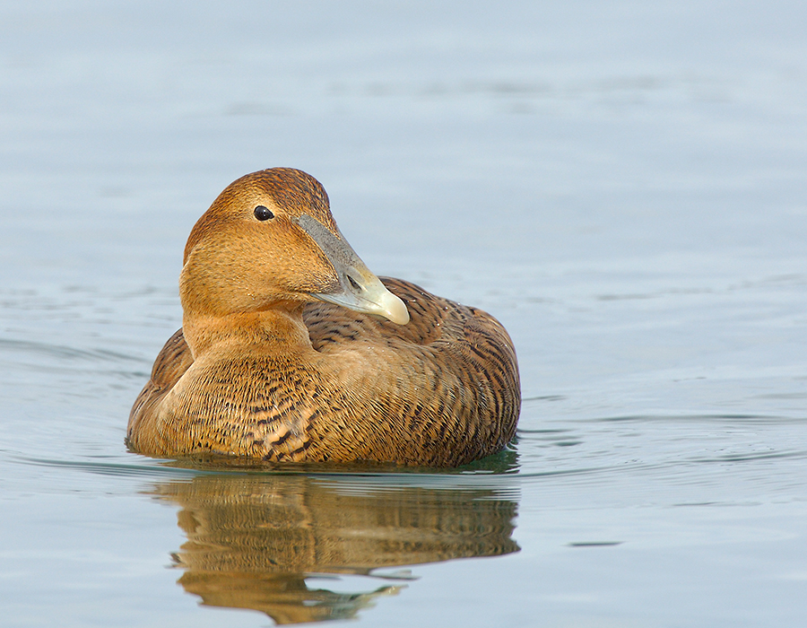 185 Common  Eider Female