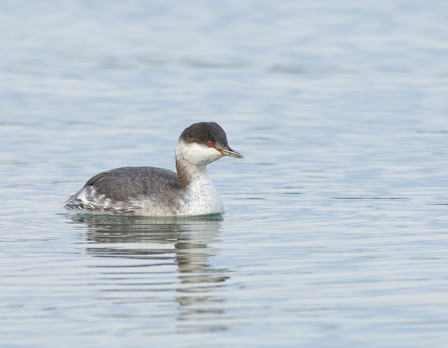 187 Horned Grebe