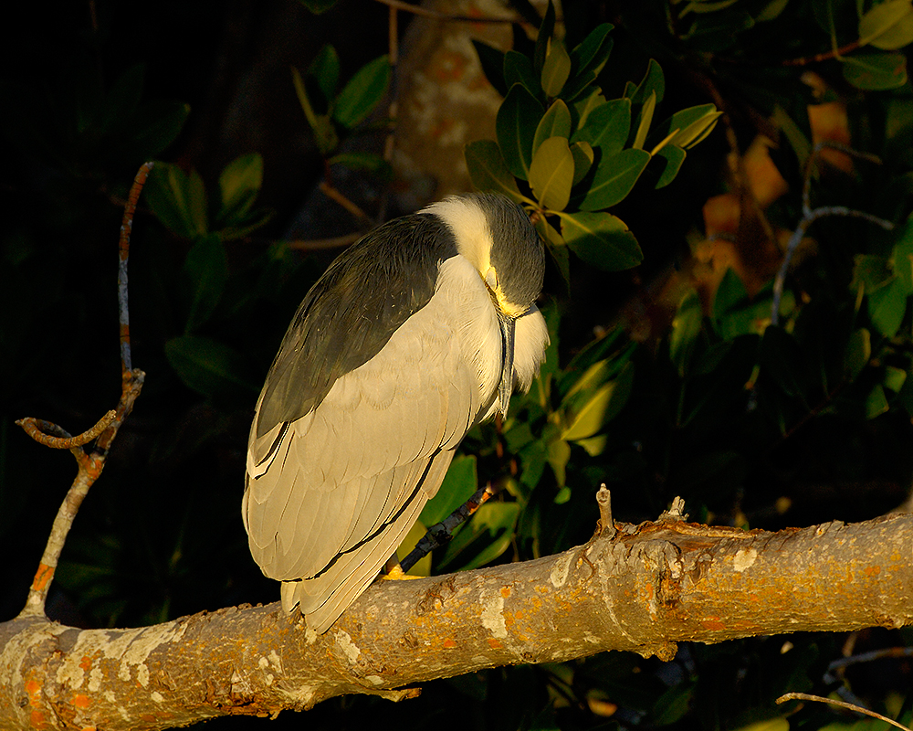 Black Crowned Night Heron Sleeping Late Afternoon