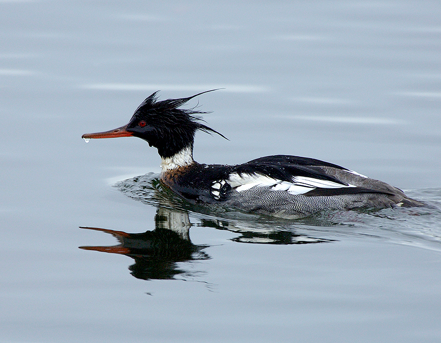 192 Red Breasted Merganser Male