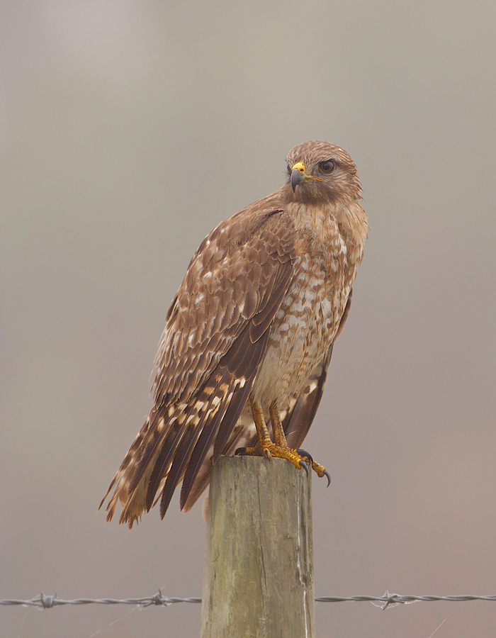 Juvenile Red Shoulder Hawk at Dawn Through Fog