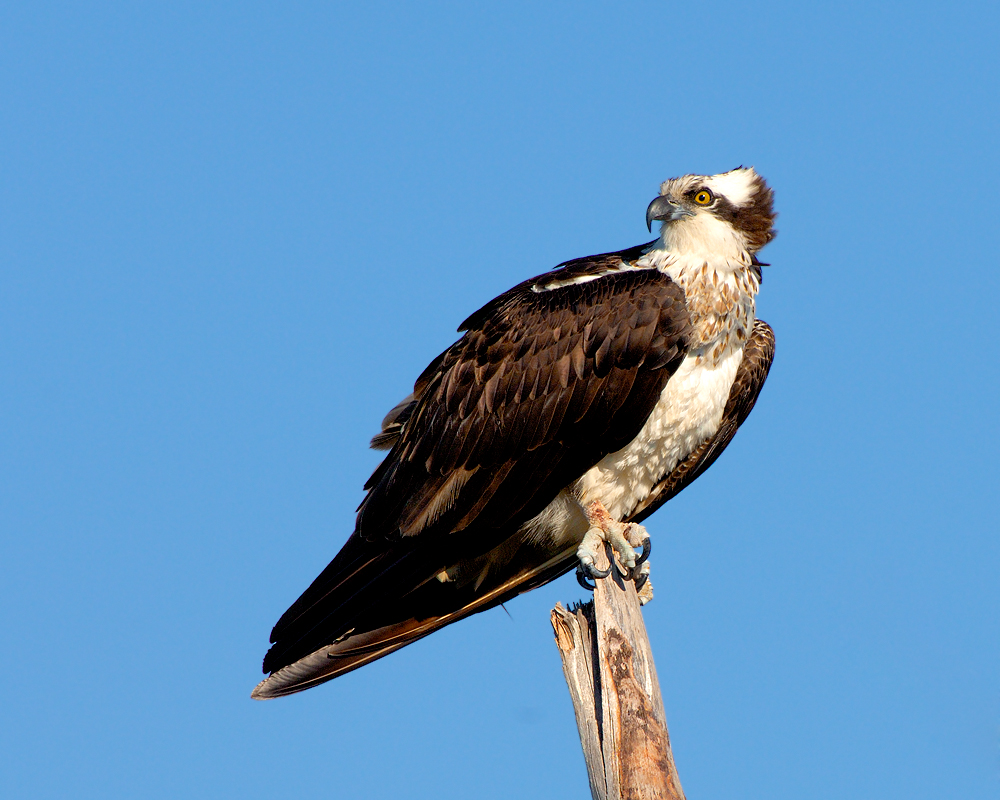 Early Morning Osprey~ Ding Darling National Wildlife Refuge