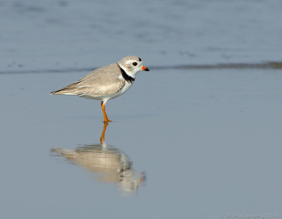 JFF0343 Piping Plover Reflection