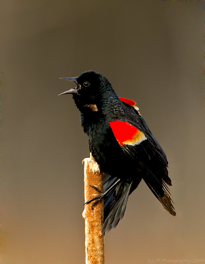 Red Wing Blackbird on Cat Tail