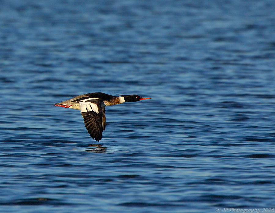 198 _JFF0832 Red Breasted Merganser Male Flying By