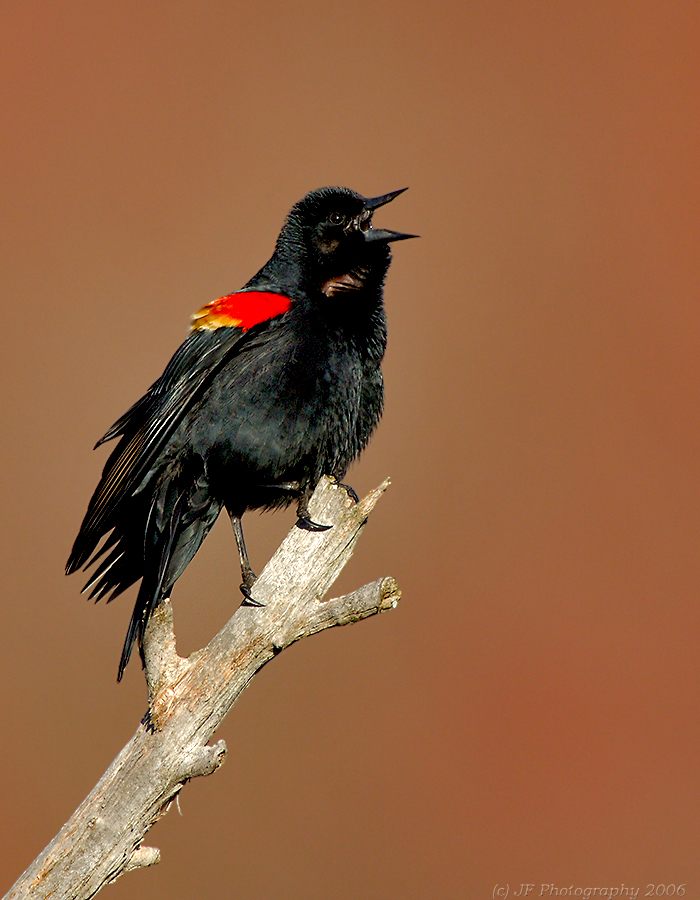 Red Wing Blackbird