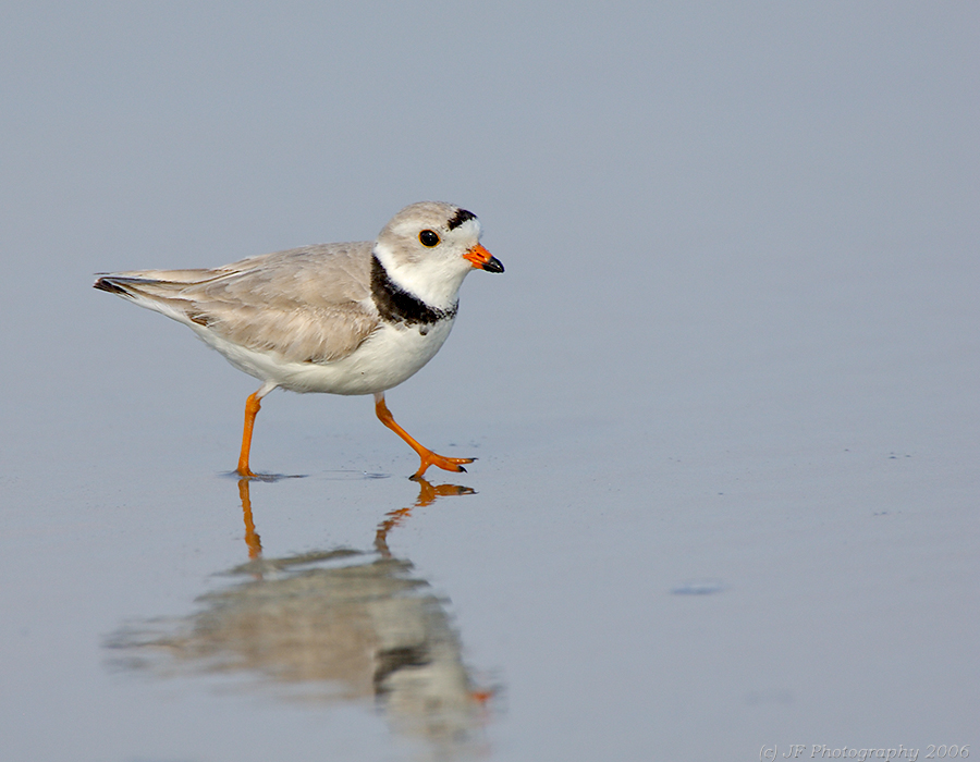JFF5114 Piping Plover Strut