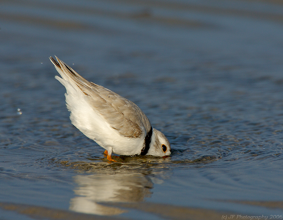 JFF5170 Piping Plover Bathing