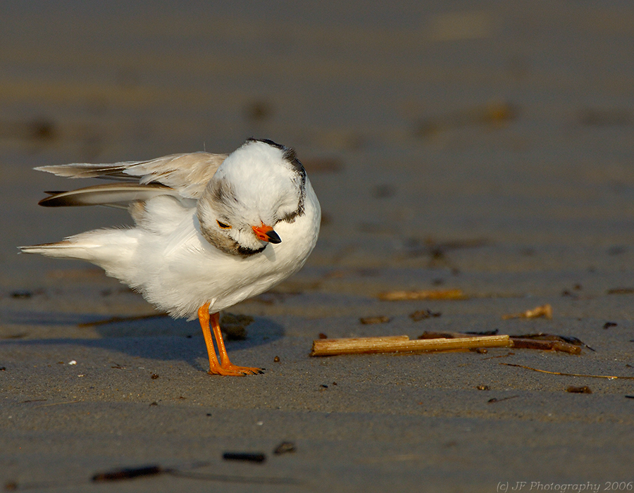 JFF5186 Piping Plover Preening