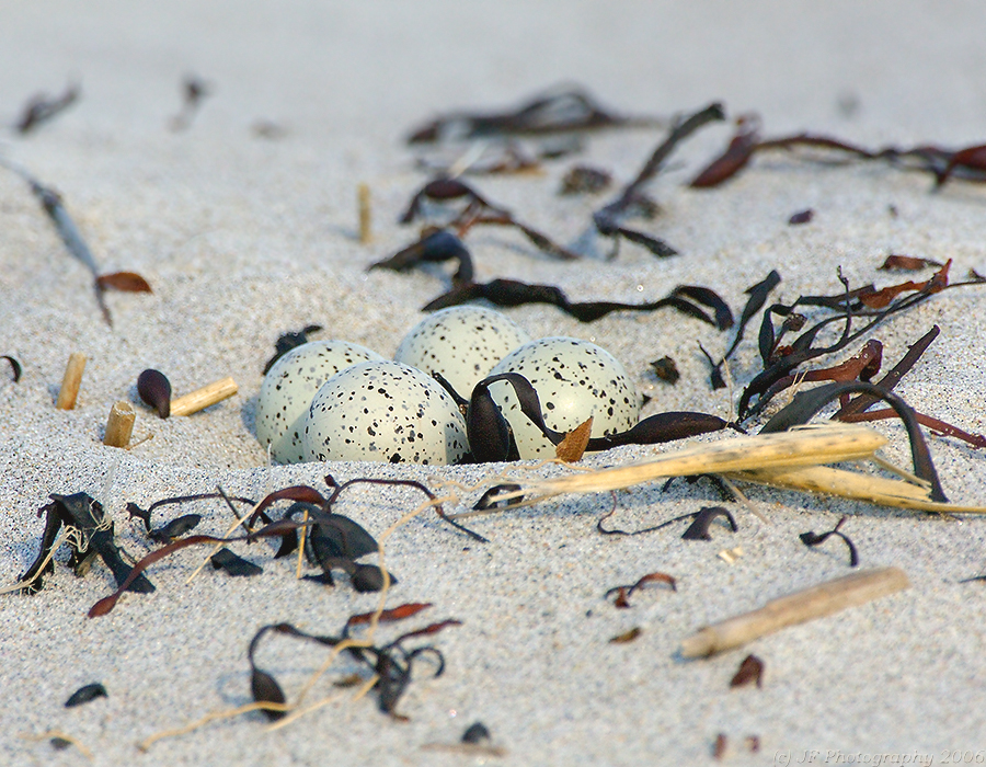 JFF8411 Piping Plover Eggs.