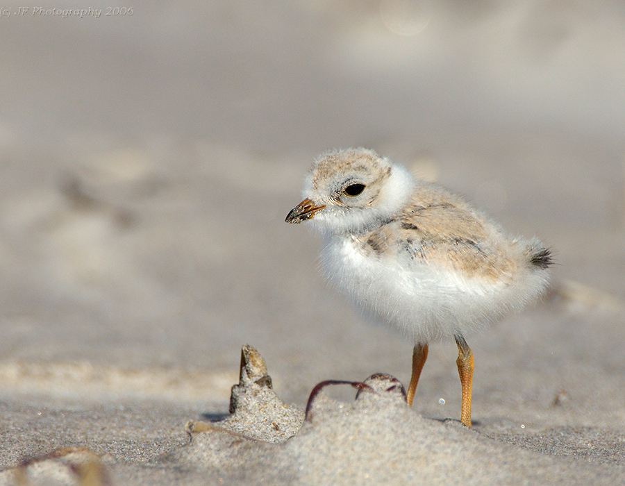 JFF8146 Piping Plover Chick 9