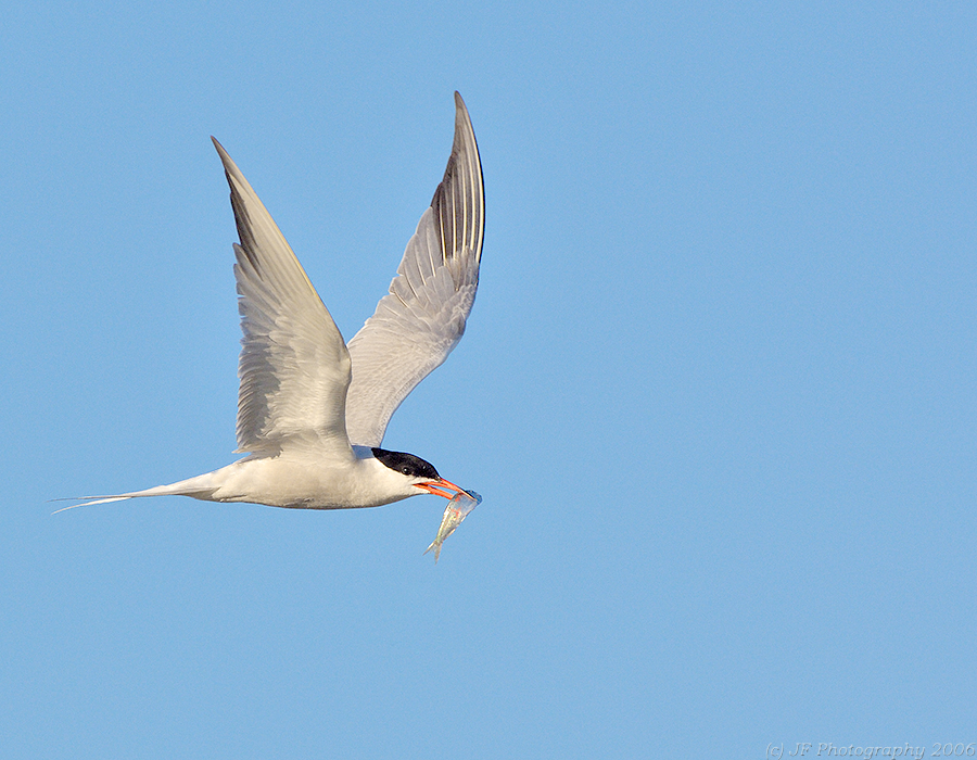 Common Tern with Prey