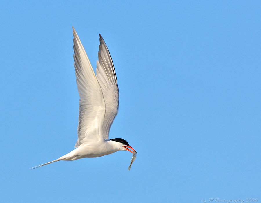 Common Tern with Prey