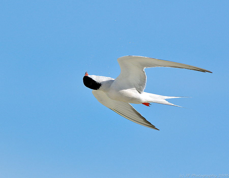 Common Tern Gyrations