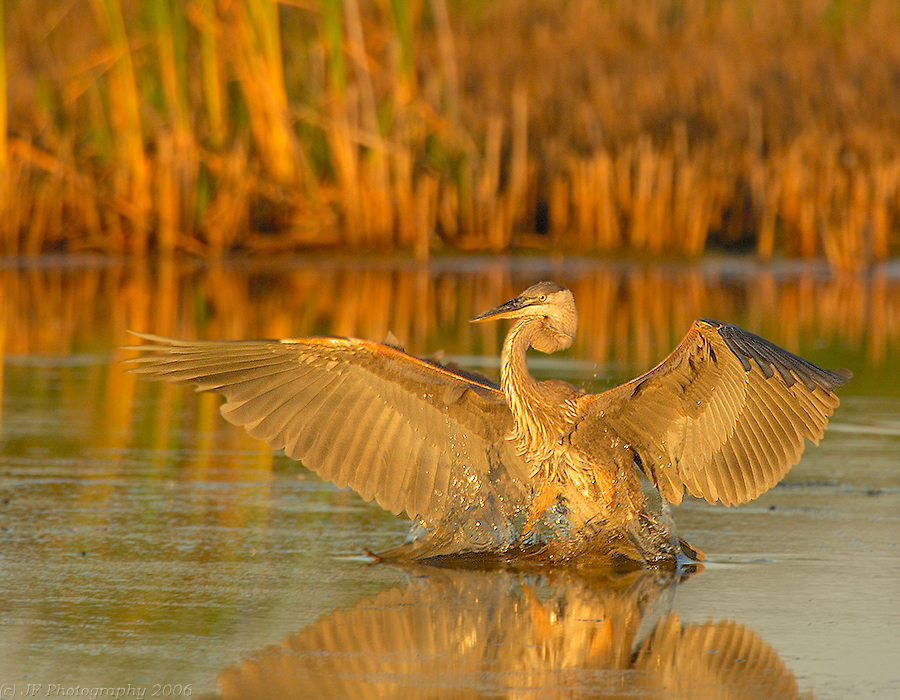 Great Blue Heron Landing at Sunset