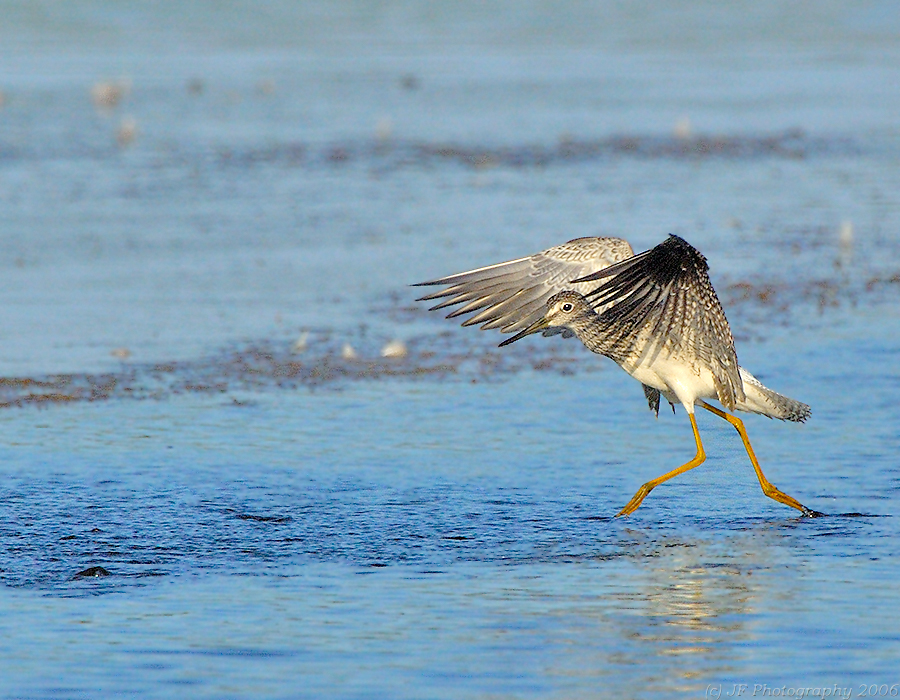 Greater Yellow Legs Walking on Water
