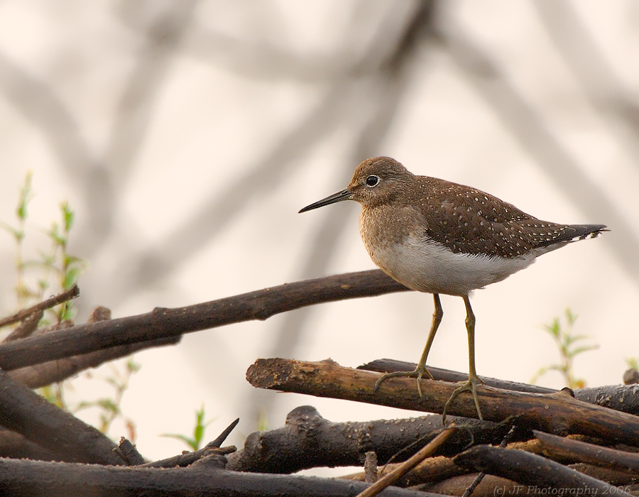 _JFF5482 Solitary Sandpiper.jpg