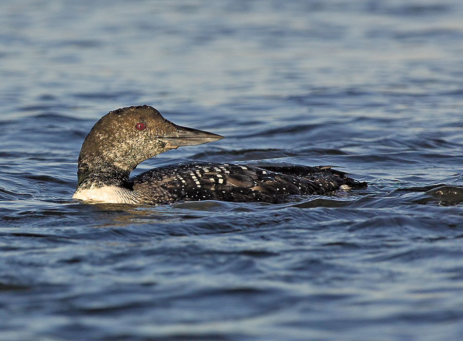 _JFF7824 Loon Molting copy.jpg