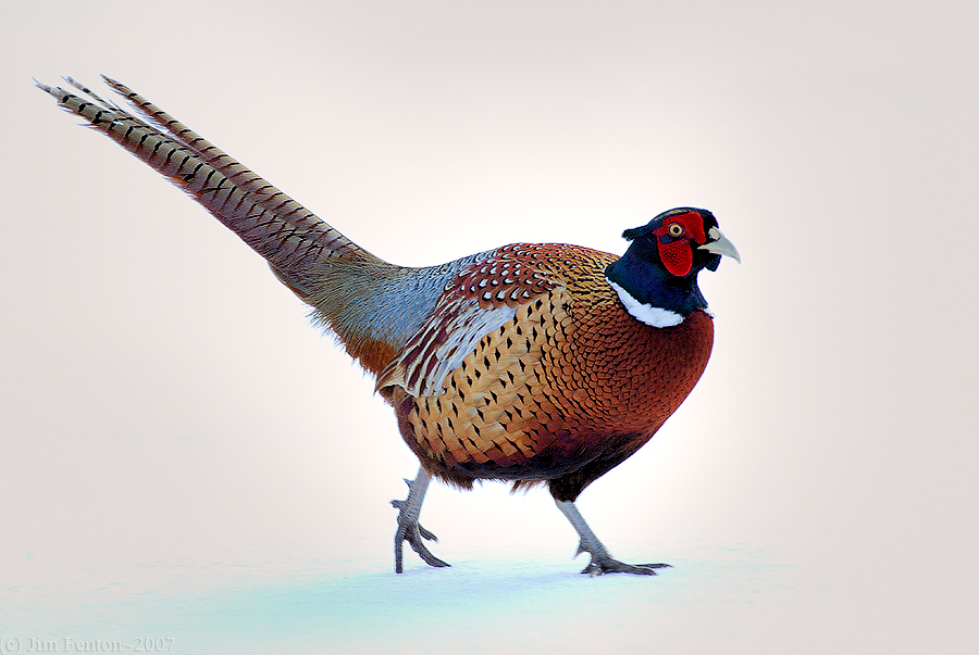 Male Ring Neck Pheasant on Snow~Haverhill, MA