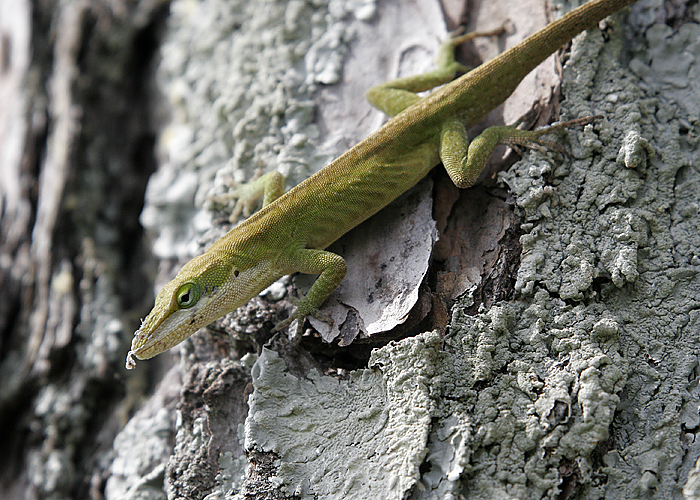 Tree Climber