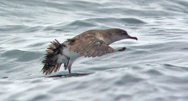 Black-vented Shearwater (#4 of 5)