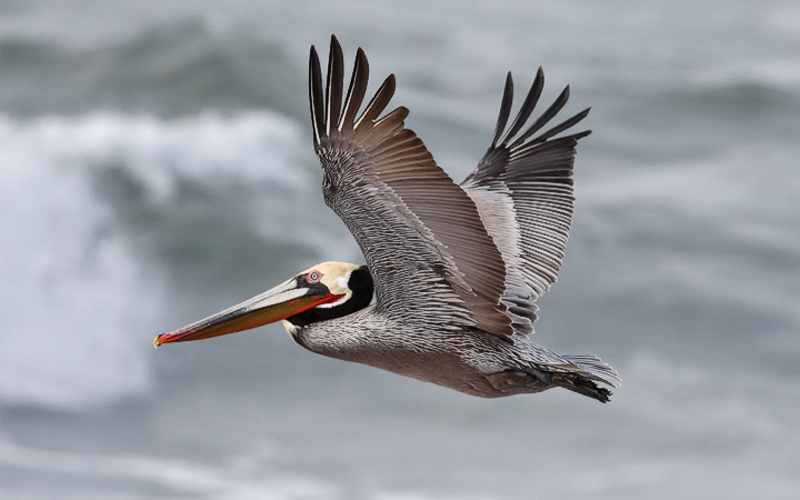 Brown Pelican, alternate adult (#2 of 2)