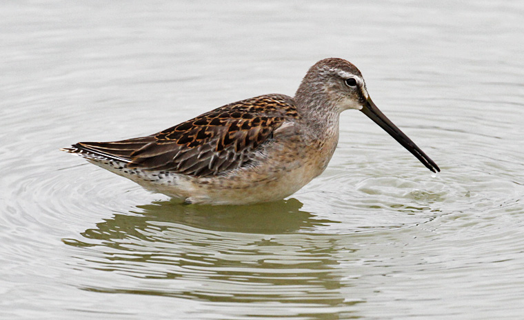 Long-billed Dowitcher, juv.