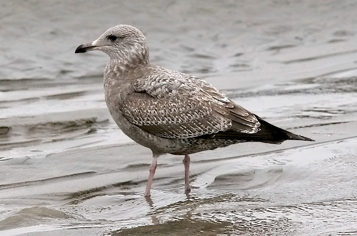 Herring gull, 1st cycle