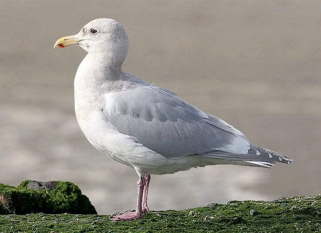 Glaucous-winged Gull, basic adult