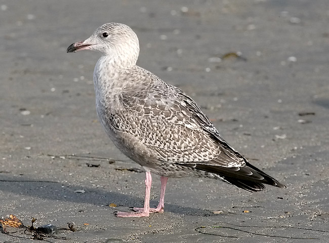 Herring Gull, 1st cycle