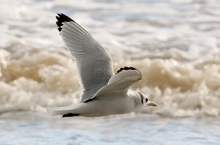 Black-legged Kittiwake, basic adult (#10 of 10)