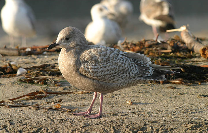 Thayers Iceland Gull, dark 1st cycle with rather small bill.