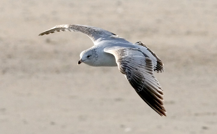 Ring-billed Gull, 1st cycle