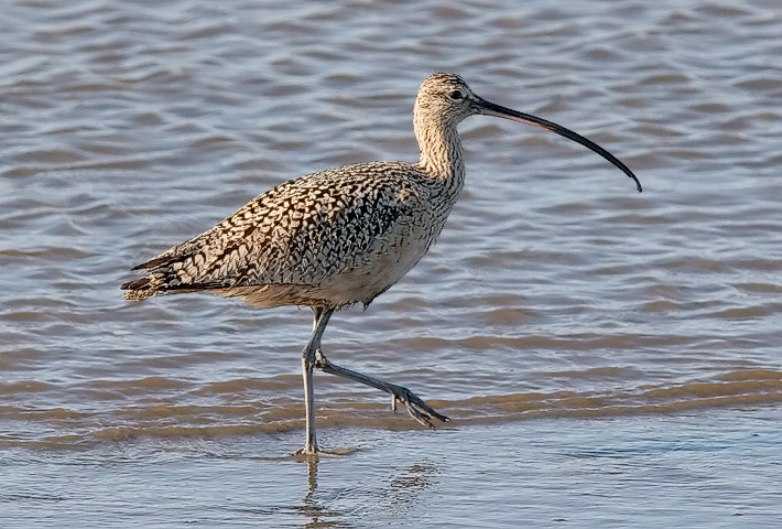 Long-billed Curlew,  adult
