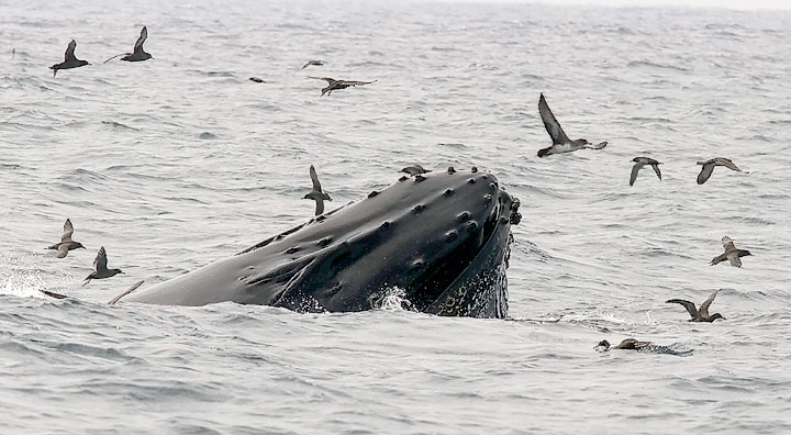 Humpback Whale with shearwaters